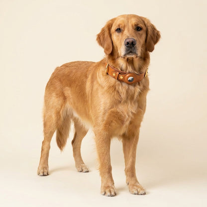 HaloTag Collar